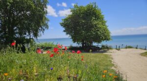 Ein Blick auf die perfekte Schöpfung: die Ostsee von einer Erhöhung, auf dem Weg zum Strand, im Vordergrund eine Blumenwiese, im Hintergrund zwei Bäume und die See